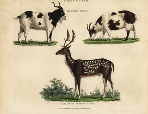 Chèvres domestiques et cerfs ou daims - William Smellie
