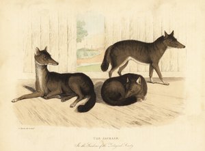 Chacal doré, Canis aureus