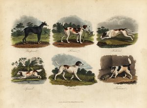 Lévrier, Harrier, Foxhound, Épagneul, Pointer, Terrier