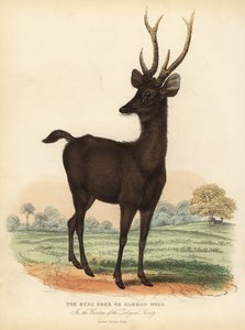 Rusa de Java ou cerf sambar de Sunda, Rusa timorensis. Vulnérable