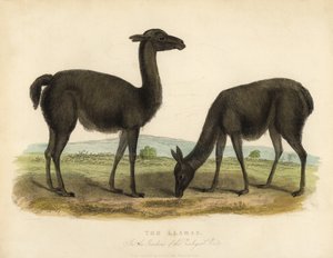 Lama, Lama glama
