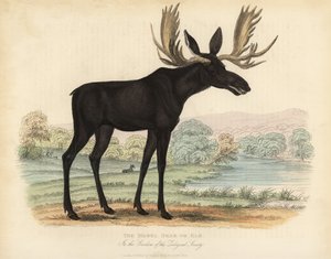 Élan ou orignal, Alces alces - William Smellie