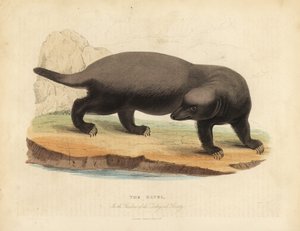 Ratel ou blaireau à miel, Mellivora capensis