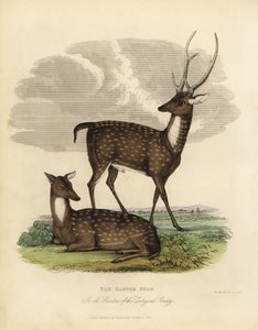 Cerf des marais ou barasingha, Rucervus duvaucelii - William Smellie