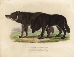Loups de la baie d
