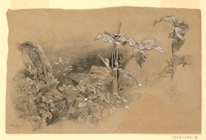 Étude de feuillage