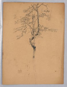 Étude de feuillage