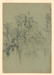 Étude de feuillage