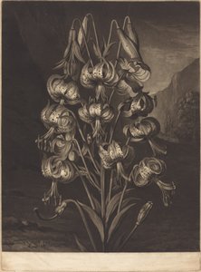 Le superbe lys - William Ward after Philip Reinagle