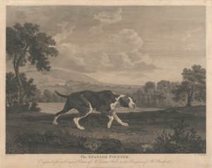[Chasse] Le pointeur espagnol
