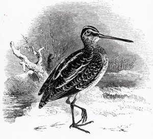 La Bécassine, illustration de 
