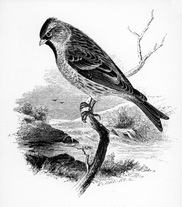 Le Sizerin flammé, illustration de 