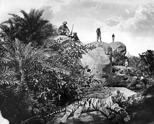 Chasse au tigre en Inde, vers 1870
