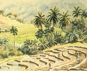 Dunhinda, préparation des rizières - Wilson Clive