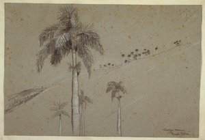 Dessin, Royal Palm, Cuba, 1885 - Winslow Homer