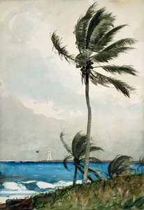 Palmier, Nassau, 1898