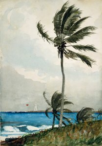 Palmier, Nassau, 1898
