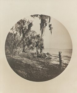 Palmier et scène de plage, côte de Floride, vers 1904