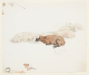 Moutons au repos
