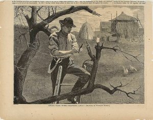 Travaux agricoles de printemps - greffage