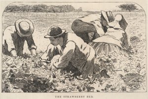 The Strawberry Bed, extrait de Our Young Folks, juillet 1868