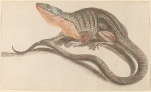 Lézard