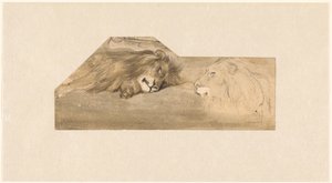 Études de deux lions