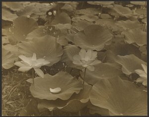 [Lotus]. - Yasuo Kuniyoshi