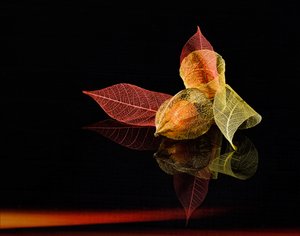  - Yi Pan