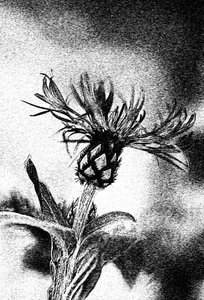 Délicate esquisse de fleur - Ylva Sjögren