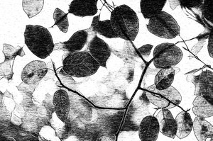 Canopée de feuilles monochrome - Ylva Sjögren