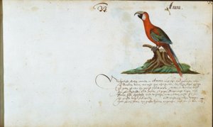 Perroquet