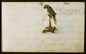 Perroquet - Zacharias Wagner