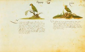 Zacharias Wagner, Papagayo / Curico