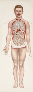 Figures anatomiques Les organes internes, fin 19e-début 20e siècle - Frederick (attr. to) Barnard