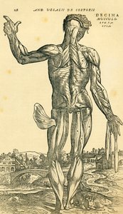 Dos du corps humain masculin, une étude anatomique publiée à l