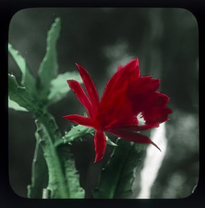 Cactus - Frederick (attr. to) Barnard