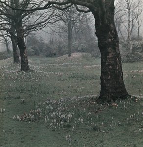 Crocus - Frederick (attr. to) Barnard