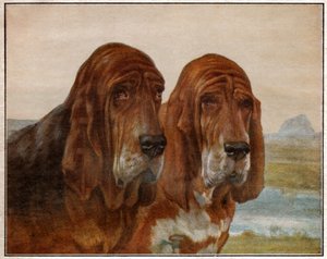Chiens de Saint Hubert ou Bloodhound. 1925 (illustration)