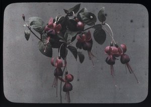 Fuchsia - Frederick (attr. to) Barnard