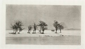 Arbres épineux noueux