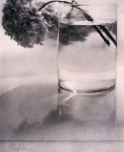 Hortensia, vers 1907 - John Pardon