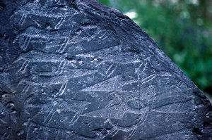 Gros plan des dessins rupestres dans le parc national de Naquane