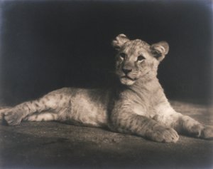 Lionceau