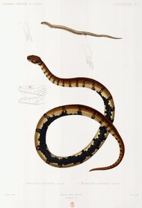 Lézard et serpent à capuchon, Algérie