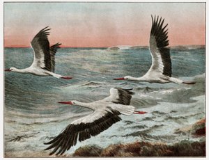 Migration des cigognes