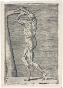 Étude anatomique des muscles masculins; homme cassant une branche, c 1555 - Frederick (attr. to) Barnard
