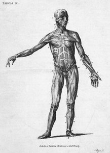 Muscles Structure musculaire humaine, vers 1850