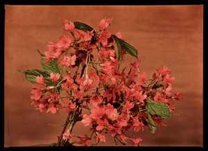 Fleurs rouges, c 1940