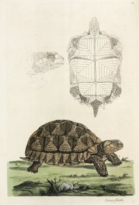 Tortue éperonnée - John Pardon